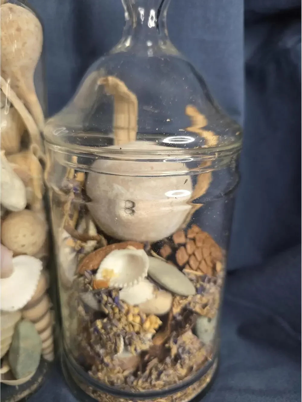 Set of 2 Decorative GlassJars Filled with Natural Seashells and Dried Botanicals